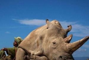 Nairobi: Ol Pejeta Tagestour ab Nairobi