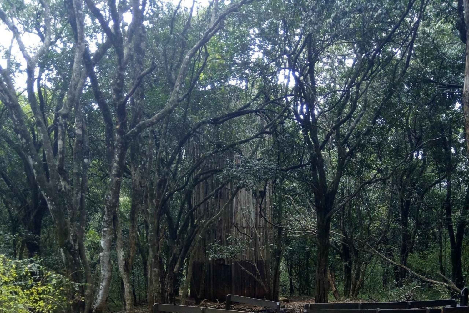 Nairobi: Ololua Ridge & Ngong Forest Guided Hike Tour