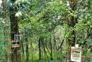 Nairobi: Ololua Ridge & Ngong Forest Guided Hike Tour