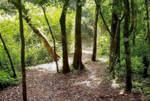 Nairobi: Ololua Ridge & Ngong Forest Guided Hike Tour