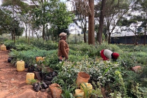 Nairobi: Ololua Ridge & Ngong Forest Guided Hike Tour