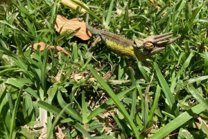 Nairobi: Ololua Ridge & Ngong Forest Guided Hike Tour