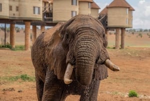 Nairobi eller Mombasa: 2-dages Salt Lick Safari Lodge-tur