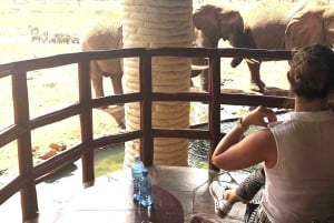 Nairobi eller Mombasa: 2-dages Salt Lick Safari Lodge-tur