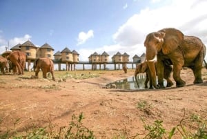 Nairobi eller Mombasa: 2-dages Salt Lick Safari Lodge-tur