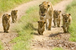 Nairobi eller Mombasa: 2-dages Salt Lick Safari Lodge-tur