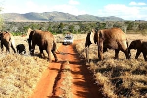 Nairobi eller Mombasa: 2-dages Salt Lick Safari Lodge-tur