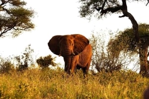 Nairobi eller Mombasa: 2-dages Salt Lick Safari Lodge-tur