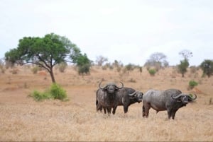 Nairobi eller Mombasa: 2-dages Salt Lick Safari Lodge-tur