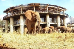Nairobi eller Mombasa: 2-dages Salt Lick Safari Lodge-tur