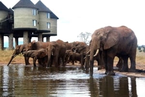 Nairobi eller Mombasa: 2-dages Salt Lick Safari Lodge-tur