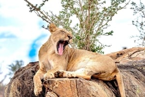 Nairobi eller Mombasa: 2-dages Salt Lick Safari Lodge-tur