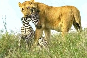 Nairobi eller Mombasa: 2-dages Salt Lick Safari Lodge-tur