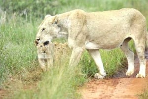 Nairobi eller Mombasa: 2-dages Salt Lick Safari Lodge-tur