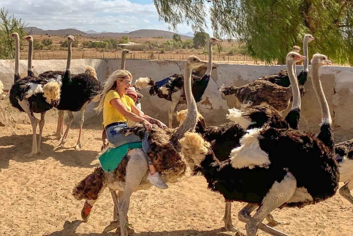 Nairobi: Ostrich Riding Experience