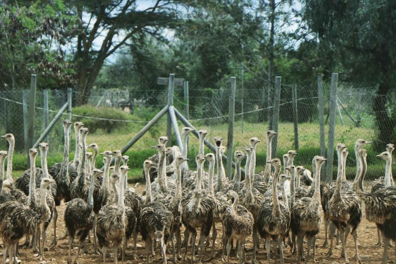 Nairobi: Ostrich Riding Experience