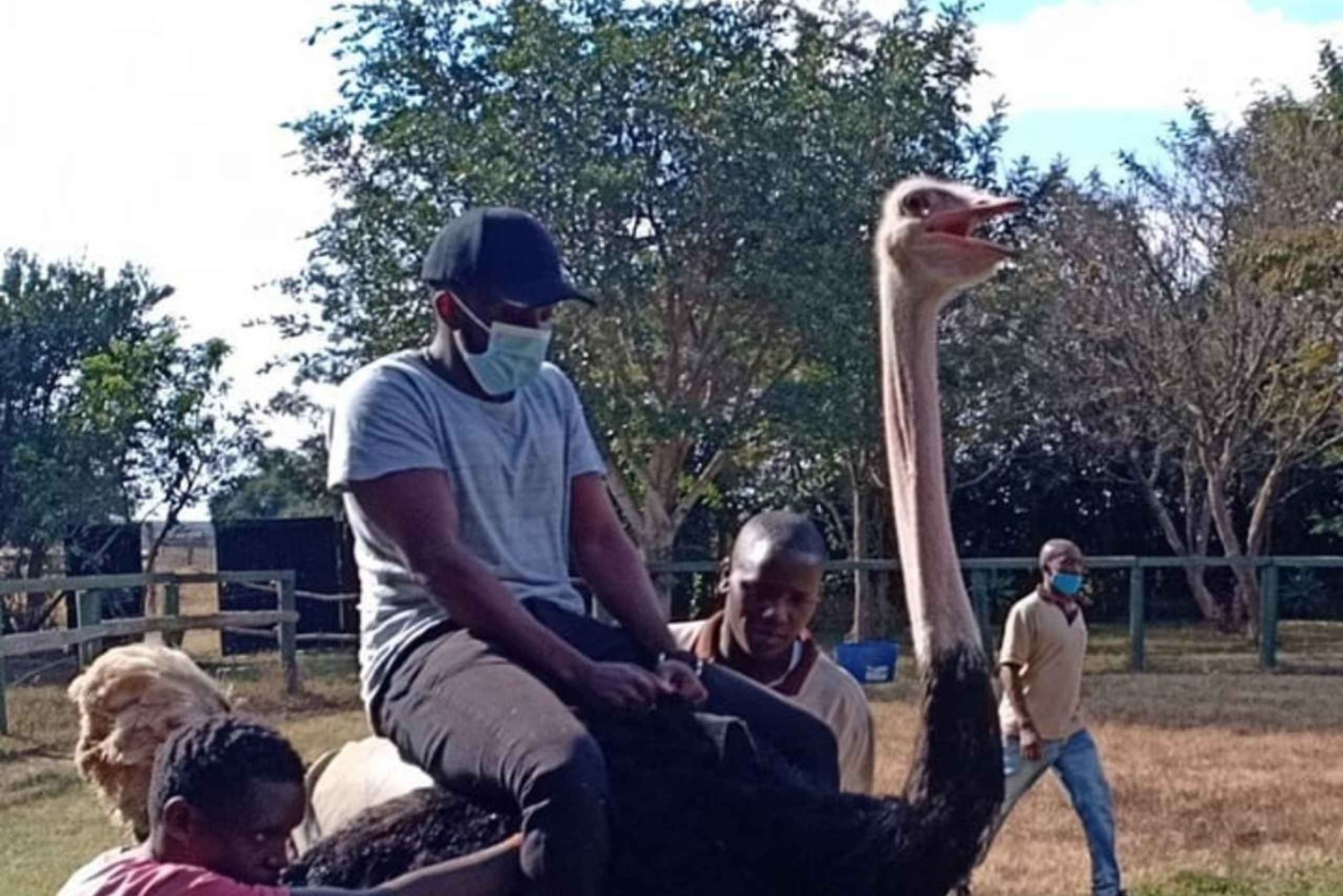 Nairobi: Ostrich Riding Experience