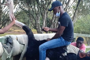 Nairobi: Ostrich Riding Experience