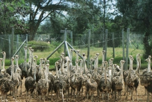 Nairobi: Ostrich Riding Experience