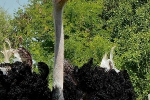 Nairobi: Ostrich Riding Experience