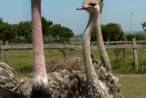 Nairobi: Ostrich Riding Experience