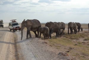 Nairobi: Safari till Amboseli nationalpark med övernattning