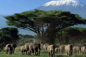 Nairobi: Safari till Amboseli nationalpark med övernattning