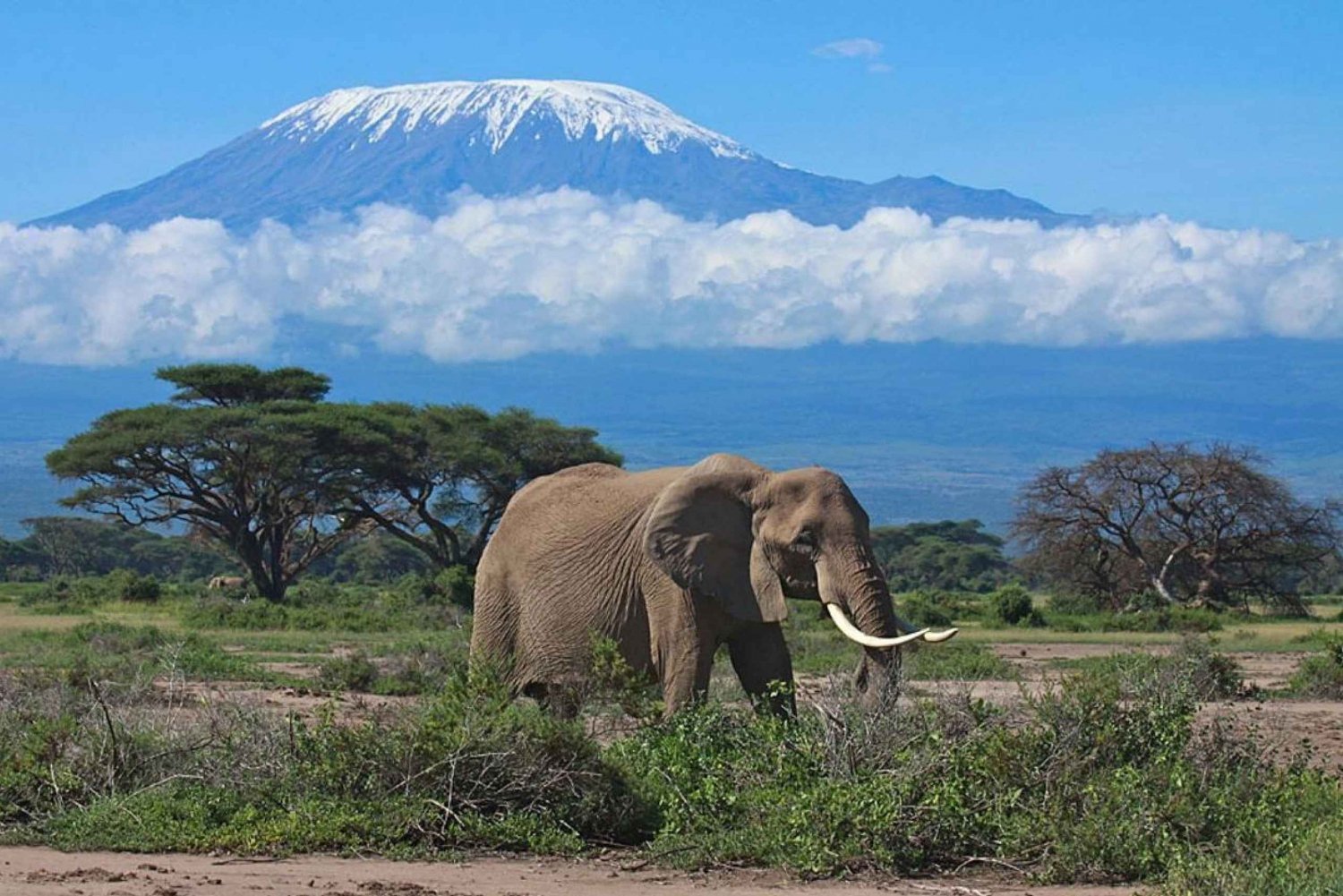 Nairobi: Safari med övernattning i Amboseli National Park