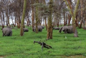 Nairobi: Yön yli kestävä safarimatka Amboselin kansallispuistoon.
