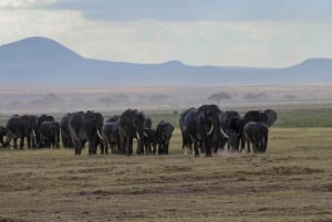 Nairóbi: Viagem noturna de safári ao Parque Nacional Amboseli