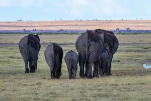Nairobi: viaggio safari notturno al Parco nazionale di Amboseli