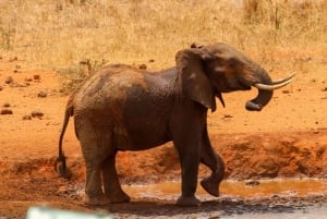 Nairobi: safaritocht met overnachting naar Amboseli National Park