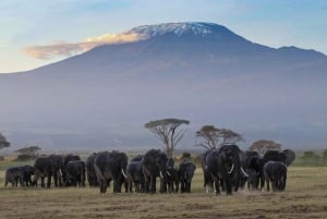 Nairobi: Yön yli kestävä safarimatka Amboselin kansallispuistoon.
