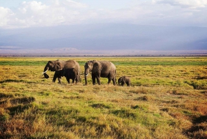 Nairobi : Safari de nuit dans le parc national d'Amboseli