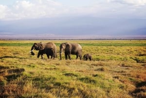Nairobi: Safaritur med overnatning til Amboseli Nationalpark
