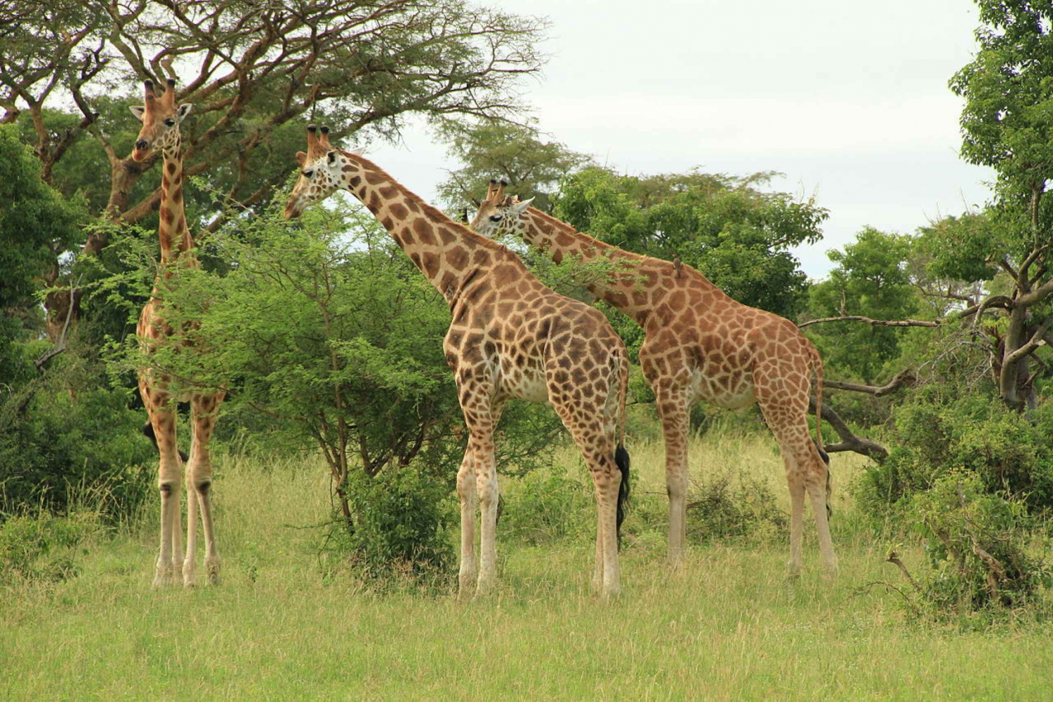Nairobi Park,BabyElephants,Giraffes,Karen Blixen&Bomas Tour
