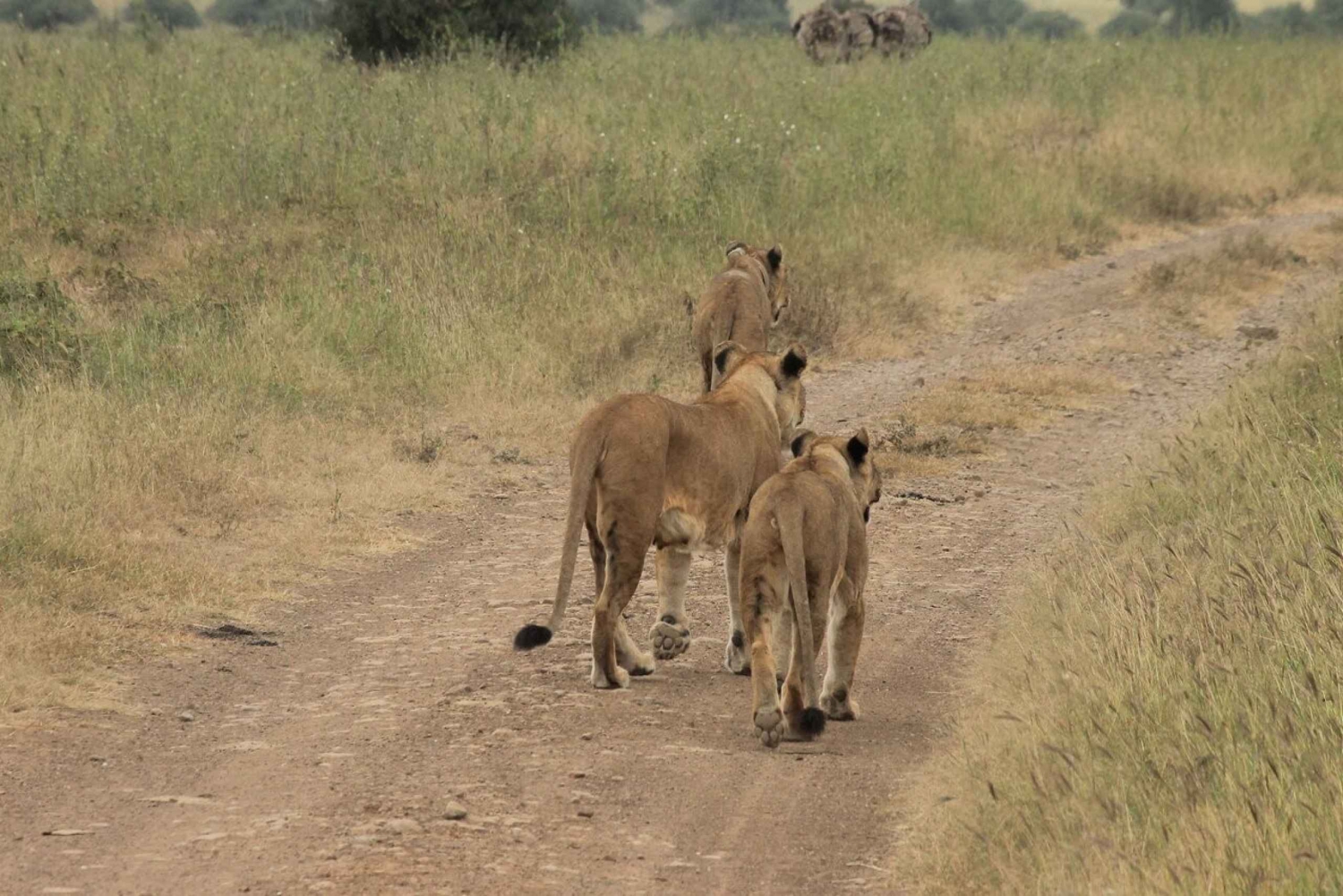 Nairobi Park,Elefantungar,Giraffer,KarenBlixen&Kazuripärlor