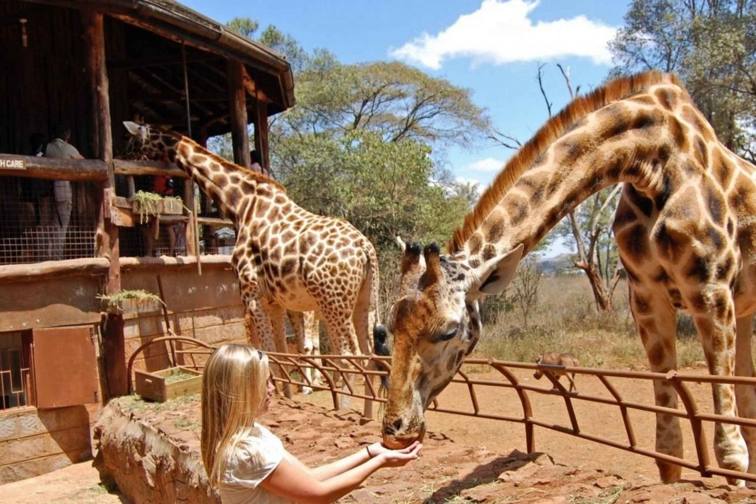 Nairobiparken, elefanter, sjiraffer, bomas og middag med rovdyr