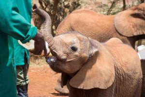 Nairobi Park, Elefant, Giraff, Bomas & Safaripark Middag