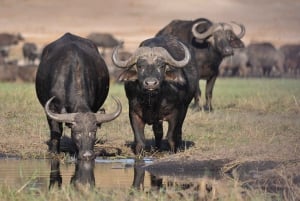 Nairobi: Kansallispuisto ja norsujen orpokoti Opastettu päiväretki