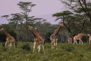 Nairobi: National Park & Elephant Orphanage Guided Day Tour