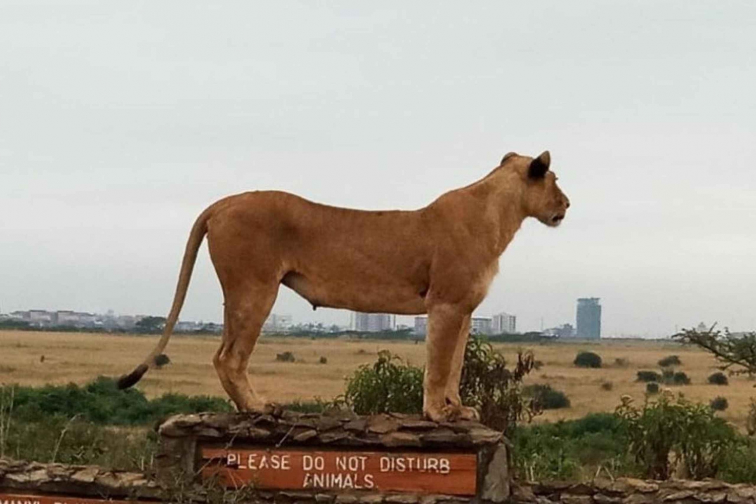 Nairobi-park, olifantenweeshuis, giraffencentrum, souvenir