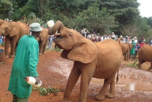 Nairobi park, Elephant orphanage, Giraffe center ,souvenir