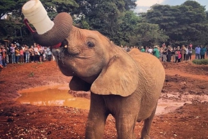 Parc de Nairobi, orphelinat des éléphants, centre des girafes, souvenirs