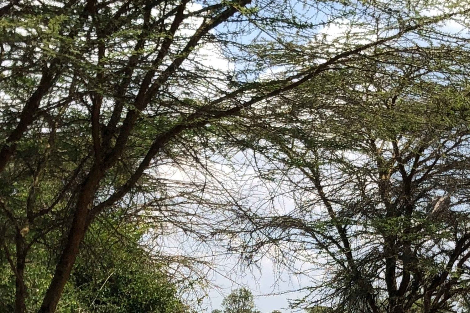 Nairobi Park, Elephant Sanctuary ja Giraffe Center -kierros