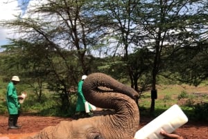 Parc de Nairobi, sanctuaire des éléphants et centre des girafes avec options