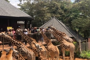 Parc de Nairobi, sanctuaire des éléphants et centre des girafes avec options