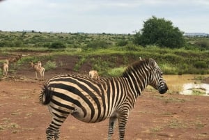 Parc de Nairobi, sanctuaire des éléphants et centre des girafes avec options
