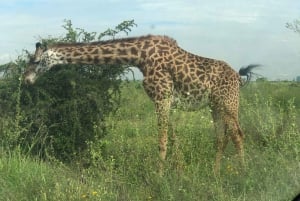Parc de Nairobi, sanctuaire des éléphants et centre des girafes avec options