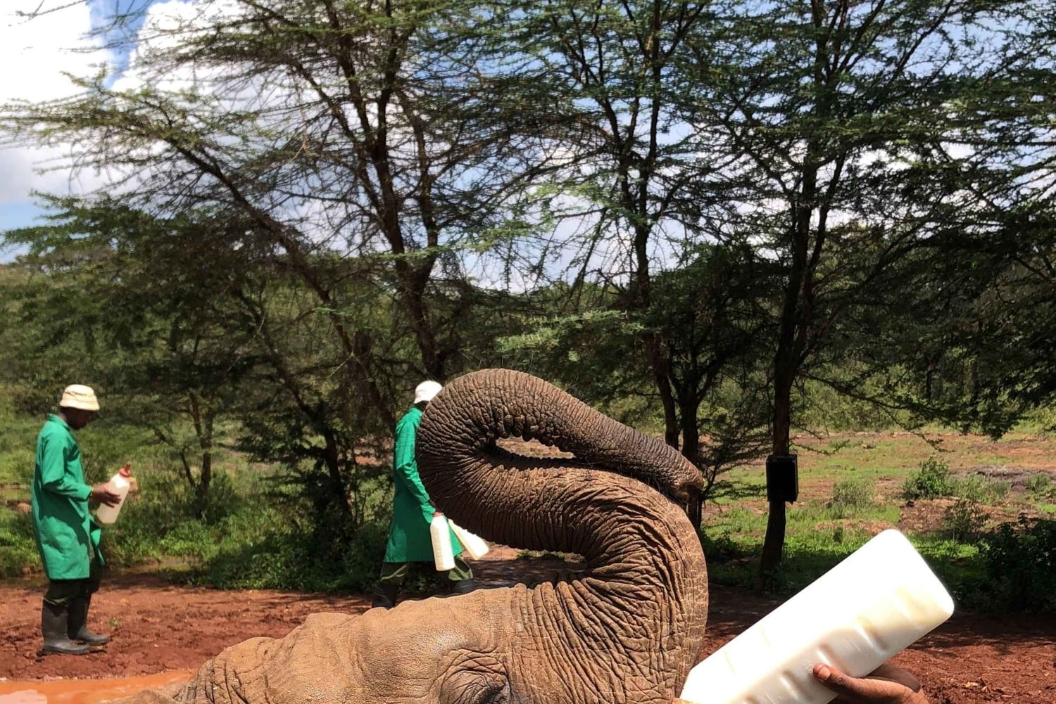 Parc de Nairobi, sanctuaire des éléphants et centre des girafes avec options